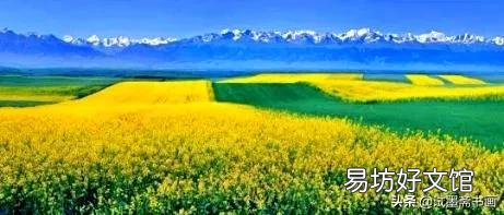春天来了，哪里的油菜花最美？