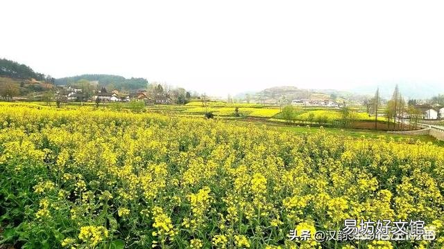 春天来了，哪里的油菜花最美？