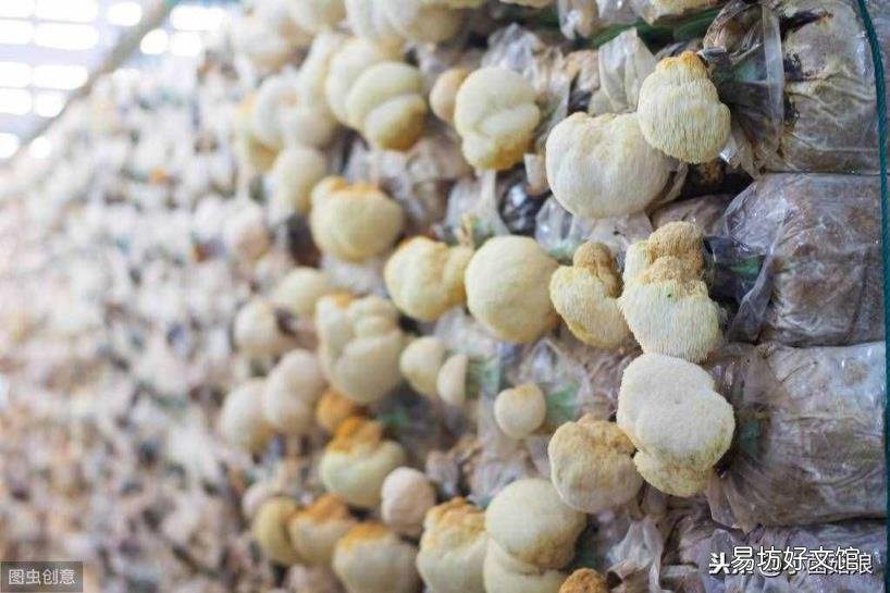 菌种保藏的常用方法 菌种保藏方法