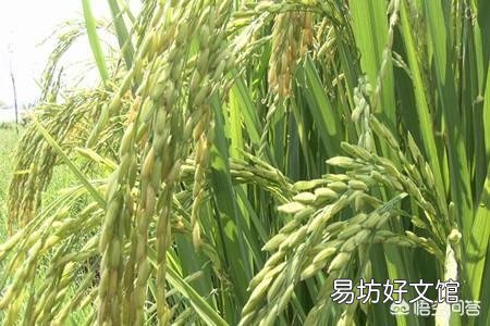 农村老俗语说:三伏要把透雨下,丘丘谷子压弯桠。有道理吗?