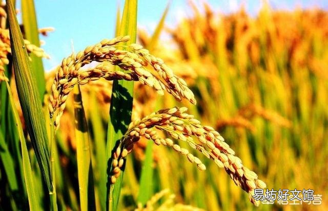 农村老俗语说:三伏要把透雨下,丘丘谷子压弯桠。有道理吗?