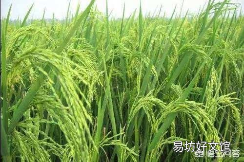 农村老俗语说:三伏要把透雨下,丘丘谷子压弯桠。有道理吗?