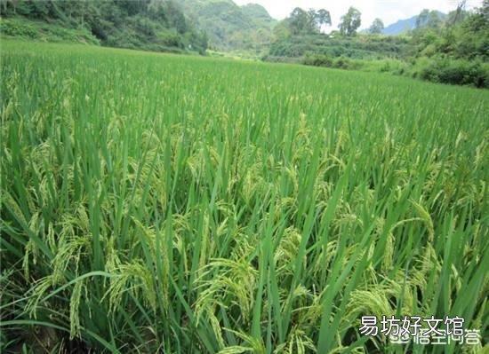 农村老俗语说:三伏要把透雨下,丘丘谷子压弯桠。有道理吗?