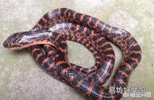 农村俗语“青竹蛇一条够毒，泥皮蛇一洞无用”啥意思？青竹蛇很毒吗？