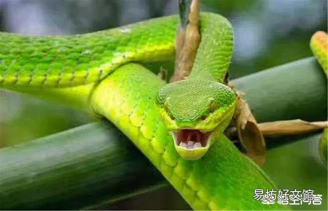 农村俗语“青竹蛇一条够毒，泥皮蛇一洞无用”啥意思？青竹蛇很毒吗？