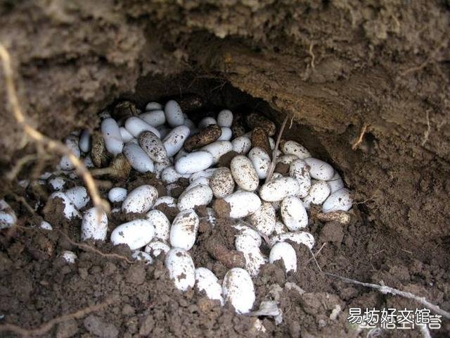 蛇蛋的营养价值比鸡蛋还要高,为什么农村人即使碰到蛇蛋也不吃呢?难道蛇蛋不能吃吗?