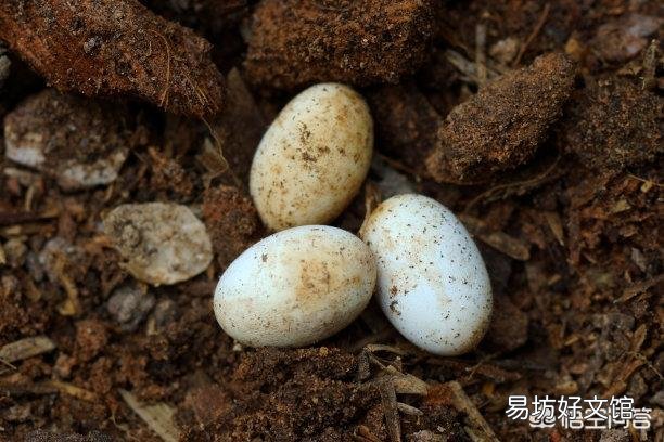 蛇蛋的营养价值比鸡蛋还要高,为什么农村人即使碰到蛇蛋也不吃呢?难道蛇蛋不能吃吗?