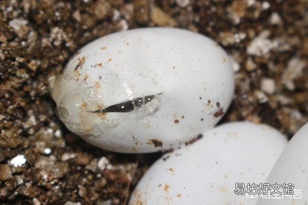 蛇蛋的营养价值比鸡蛋还要高,为什么农村人即使碰到蛇蛋也不吃呢?难道蛇蛋不能吃吗?