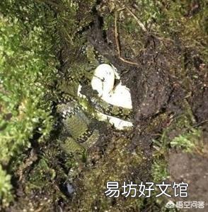 蛇蛋的营养价值比鸡蛋还要高,为什么农村人即使碰到蛇蛋也不吃呢?难道蛇蛋不能吃吗?