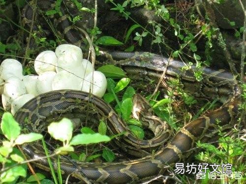 蛇蛋的营养价值比鸡蛋还要高,为什么农村人即使碰到蛇蛋也不吃呢?难道蛇蛋不能吃吗?