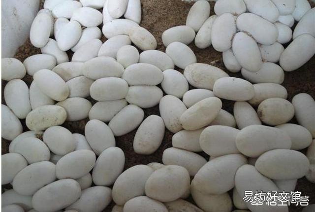 蛇蛋的营养价值比鸡蛋还要高,为什么农村人即使碰到蛇蛋也不吃呢?难道蛇蛋不能吃吗?