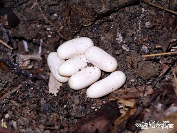 蛇蛋的营养价值比鸡蛋还要高,为什么农村人即使碰到蛇蛋也不吃呢?难道蛇蛋不能吃吗?