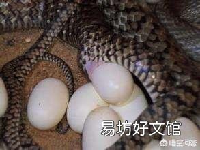 蛇蛋的营养价值比鸡蛋还要高,为什么农村人即使碰到蛇蛋也不吃呢?难道蛇蛋不能吃吗?