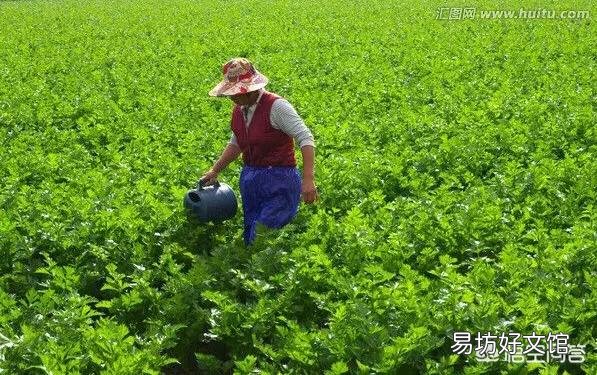 芹菜根浅，吸肥能力较弱，如何施肥比较好呢？