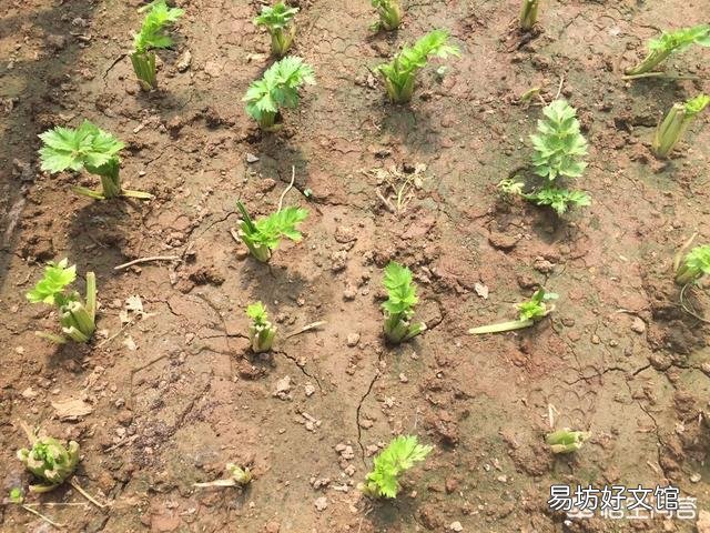 芹菜根浅，吸肥能力较弱，如何施肥比较好呢？