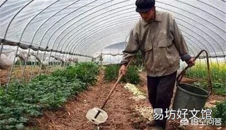 芹菜根浅，吸肥能力较弱，如何施肥比较好呢？