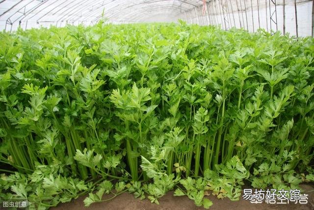 芹菜根浅，吸肥能力较弱，如何施肥比较好呢？