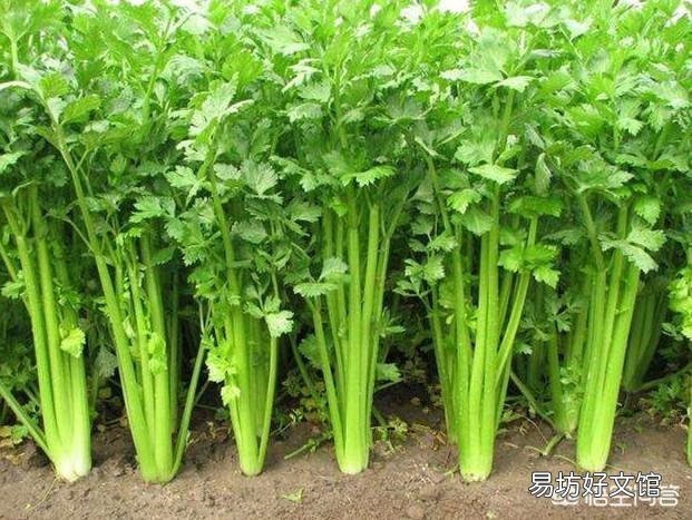 芹菜根浅，吸肥能力较弱，如何施肥比较好呢？