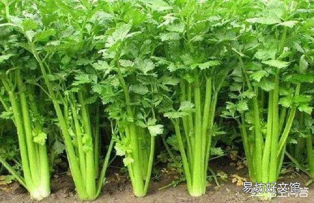 芹菜根浅，吸肥能力较弱，如何施肥比较好呢？