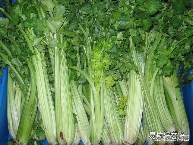 芹菜根浅，吸肥能力较弱，如何施肥比较好呢？