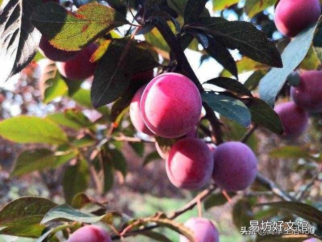 红叶李的李子可以吃吗 红叶李果实能吃吗