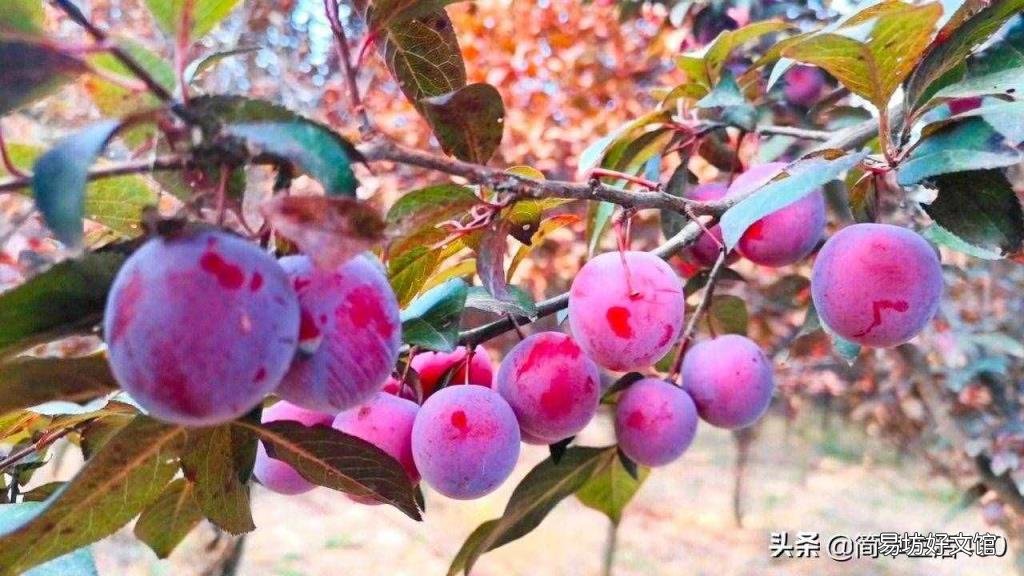 红叶李的李子可以吃吗 红叶李果实能吃吗