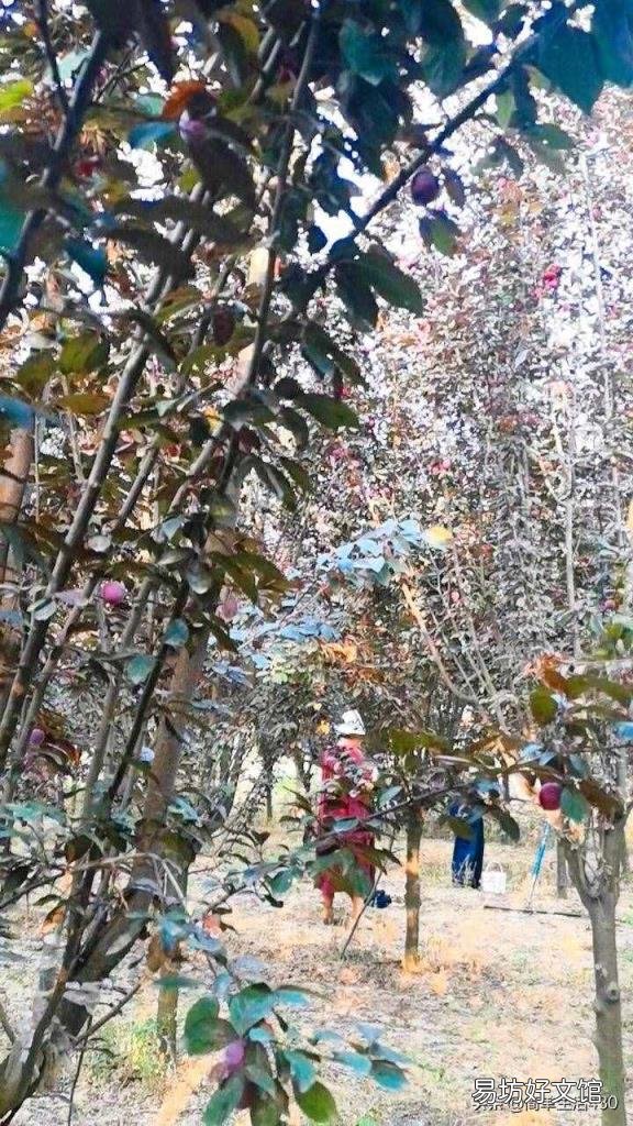 红叶李的李子可以吃吗 红叶李果实能吃吗