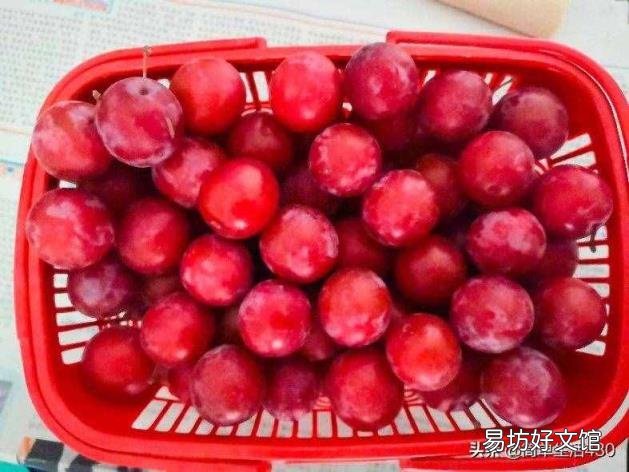 红叶李的李子可以吃吗 红叶李果实能吃吗
