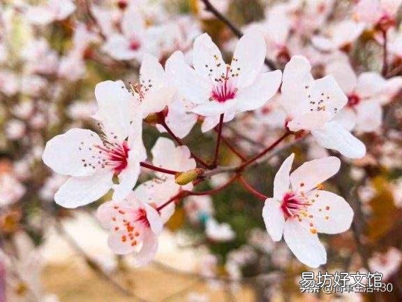 红叶李的李子可以吃吗 红叶李果实能吃吗