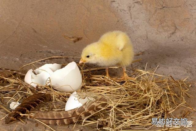 农村散养鸡,都是自家孵小鸡,还是买鸡苗养好?