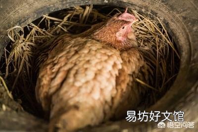 农村散养鸡,都是自家孵小鸡,还是买鸡苗养好?