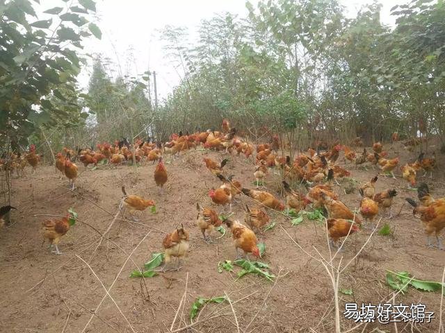 农村散养鸡,都是自家孵小鸡,还是买鸡苗养好?