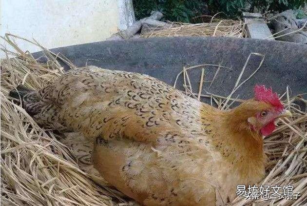 农村散养鸡,都是自家孵小鸡,还是买鸡苗养好?