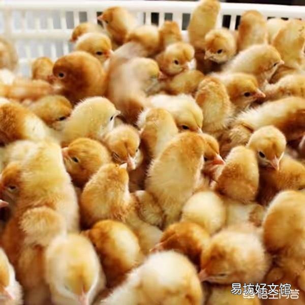 农村散养鸡,都是自家孵小鸡,还是买鸡苗养好?