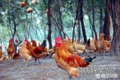 农村散养鸡,都是自家孵小鸡,还是买鸡苗养好?
