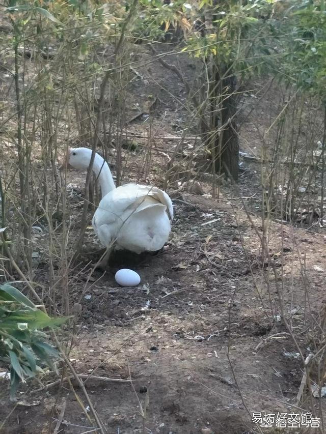 为什么养鸡的人总喜欢在养鸡场里养几只鹅?