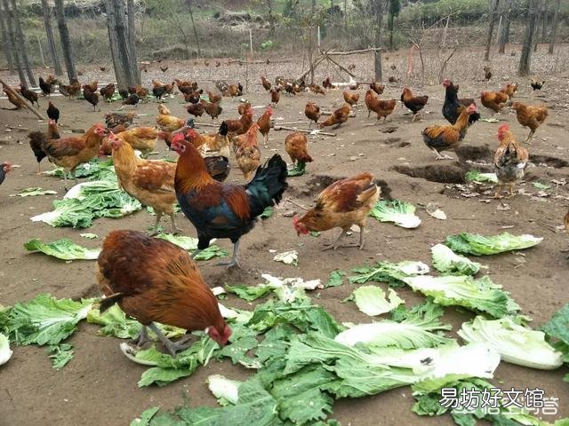 为什么养鸡的人总喜欢在养鸡场里养几只鹅?