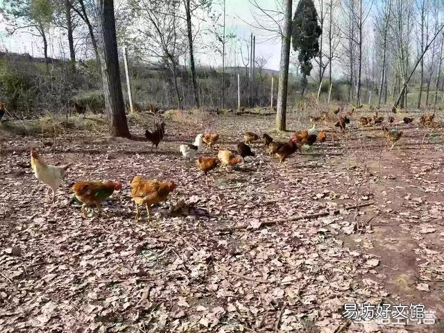 为什么养鸡的人总喜欢在养鸡场里养几只鹅?