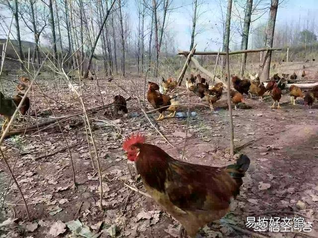 为什么养鸡的人总喜欢在养鸡场里养几只鹅?