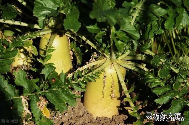立秋后开始种菜!秋天不愁没菜吃,种植容易的蔬菜有哪些?