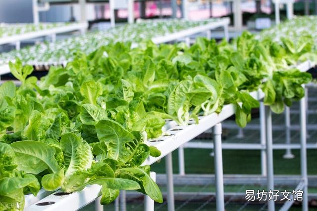 立秋后开始种菜!秋天不愁没菜吃,种植容易的蔬菜有哪些?