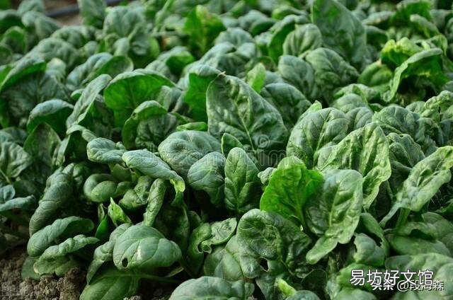 立秋后开始种菜!秋天不愁没菜吃,种植容易的蔬菜有哪些?