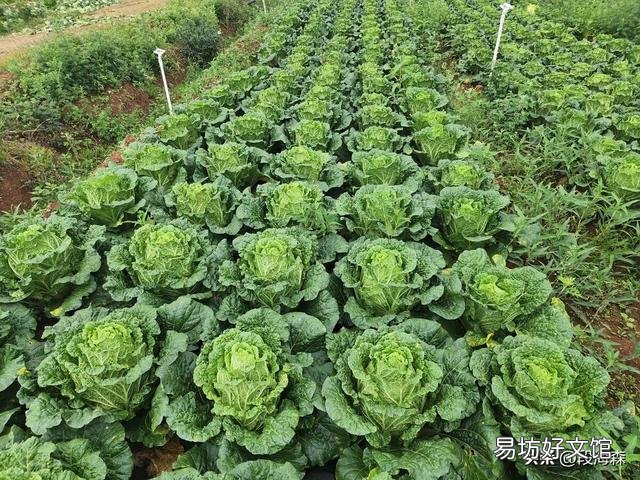 立秋后开始种菜!秋天不愁没菜吃,种植容易的蔬菜有哪些?