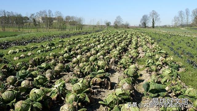 做酸菜都用哪些蔬菜?