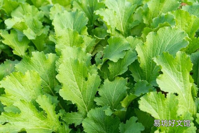 做酸菜都用哪些蔬菜?
