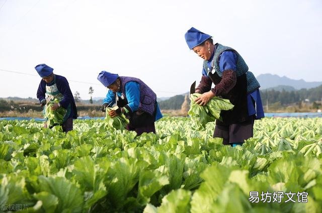 做酸菜都用哪些蔬菜?