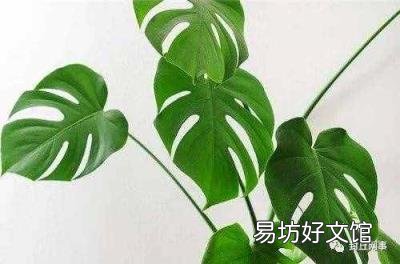 小学生树叶书签制作 树叶书签