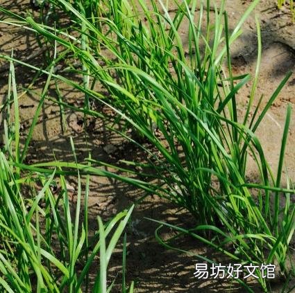 哪些蔬菜很少用农药?