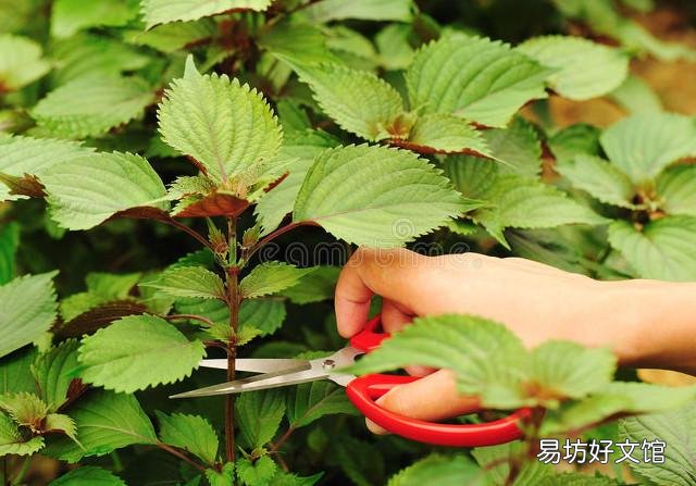 哪些蔬菜很少用农药?