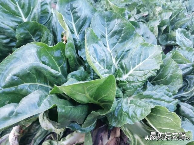 哪些蔬菜很少用农药?